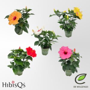 Hibiscus HibisQs® rosa-sinensis mix p13
(8 Plants/Order)(13cmP 35cmH)