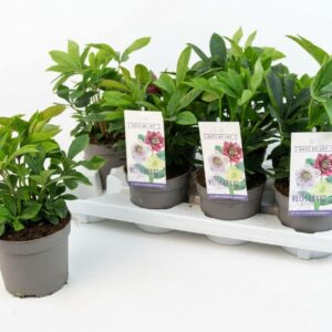 Helleborus orientalis mix (rauw)
(10 Plants/Order)(13cmP 25cmH)