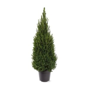 Picea Perfecta glauca (pbr) (zonder etiket)
(1 Plants/Order)(26cmP 70cmH)