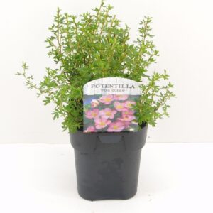 Potentilla Blink frut. (Pink Queen)
(6 Plants/Order)(17cmP 25cmH)