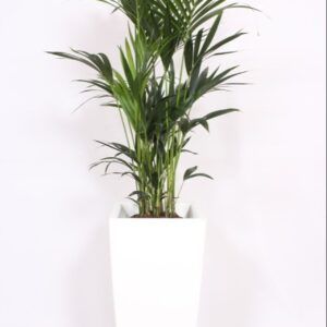 Howea forsteriana "in Piza Pot ""wit"""
(1 Plants/Order)(40cmP 200cmH)