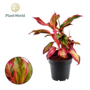 Aglaonema Crete Aglaonema Crete
(10 Plants/Order)(12cmP 30cmH)