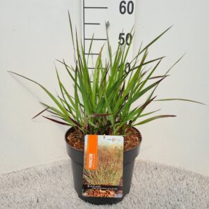 Panicum virgatum Squaw
(1 Plants/Order)(26cmP 50cmH)
