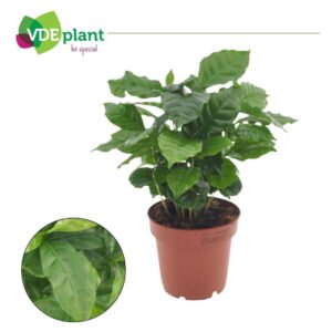 Coffea arabica
(10 Plants/Order)(12cmP 25cmH)