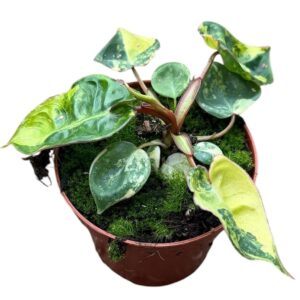 Philodendron Billietiae Variegata
(14 Plants/Order)(8cmP 15cmH)