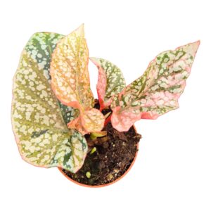 Begonia Snowcap Variegata
(2 Plants/Order)(7cmP 10cmH)