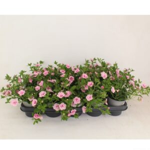 Aloha Double Soft Pink Eye Calibrachoa Doubble Pink dark eye
(10 Plants/Order)(12cmP 22cmH)