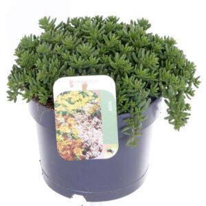 Sedum album Coral Carpet
(6 Plants/Order)(17cmP 25cmH)