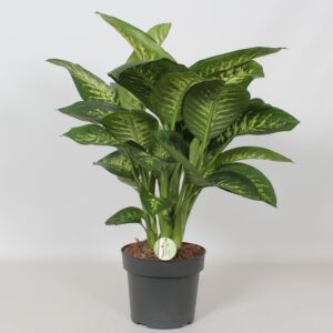 Dieffenbachia Reeva
(1 Plants/Order)(24cmP 75cmH)