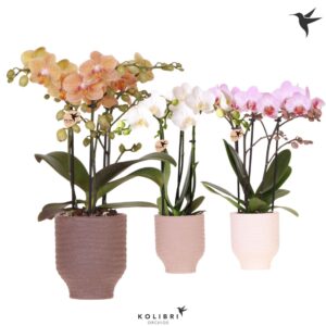 Phalaenopsis Multiflora mix 3 spike in Beach Pot mix
(7 Plants/Order)(9cmP 40cmH)