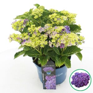 Hydrangea macrophylla other Royalty® 'Curly Sparkle'® purple C5 (23cm.) Kn.
(1 Plants/Order)(23cmP 45cmH)