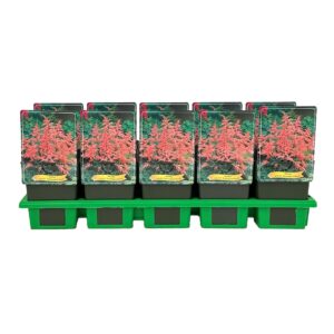 Astilbe Bressingham Be
(10 Plants/Order)(11cmP 25cmH)
