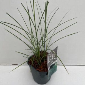 Miscanthus sinensis Gracillimus
(6 Plants/Order)(17cmP 30cmH)