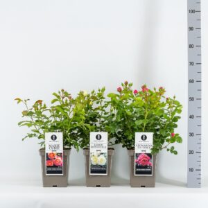 Rosa pink Classics trosroos (F) mix, C5
(1 Plants/Order)(23cmP 30cmH)