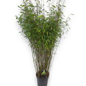 Fargesia Winter Joy nitida C10/P27 Niet-woekerende Bamboe
(1 Plants/Order)(27cmP 160cmH)