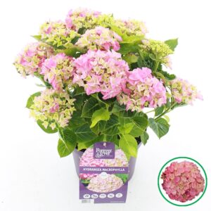 Hydrangea macrophylla other Forever Ever® pink C5 (23cm.) Kn.
(1 Plants/Order)(23cmP 45cmH)