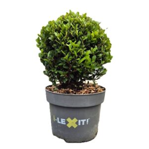 Ilex crenata Dark Green P17, ball Ø15cm
(1 Plants/Order)(17cmP 30cmH)
