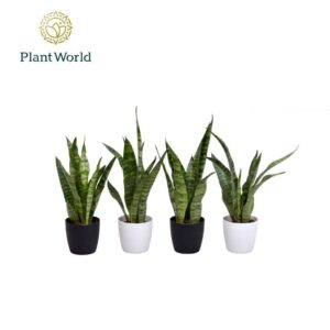 Sansevieria zeylanica Black Coral 7 cm in Sara Black White
(16 Plants/Order)(7cmP 25cmH)