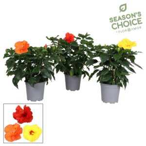 Hibiscus Sunny gemeng
(6 Plants/Order)(17cmP 40cmH)