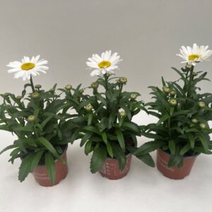 Leucanthemum maximum Snowlady
(8 Plants/Order)(12cmP 30cmH)