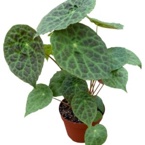 Begonia Phuthoensis
(8 Plants/Order)(14cmP 30cmH)