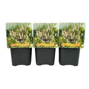 Actaea japonica Cheju-Do' C5
(1 Plants/Order)(21cmP 35cmH)