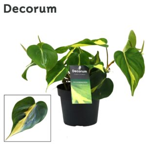Philodendron Brasil Philondendron Scandens
(10 Plants/Order)(12cmP 33cmH)