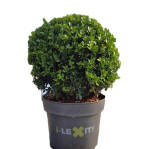 Ilex crenata Dark Green P26, ball Ø30cm
(1 Plants/Order)(26cmP 45cmH)