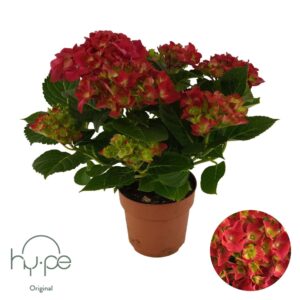 Hydrangea other Mophead Red 7+ Hy-pe Original
(6 Plants/Order)(14cmP 40cmH)