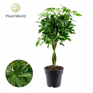 Schefflera Compacta (Nora) gevlochten stam
(3 Plants/Order)(21cmP 70cmH)