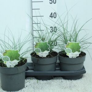 Miscanthus sinensis Gracillimus
(3 Plants/Order)(19cmP 50cmH)