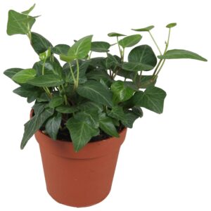Hedera Natasja helix
(18 Plants/Order)(9cmP 5cmH)