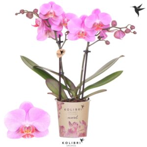 Phalaenopsis Anthura Fredrikstad Mineral Frederikstad 2 spike
(12 Plants/Order)(9cmP 40cmH)