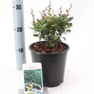Berberis buxifolia Nana
(1 Plants/Order)(17cmP 20cmH)