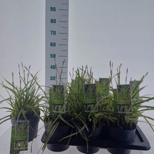 Carex morrowii Goldband'
(1 Plants/Order)(17cmP 40cmH)