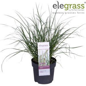 Pennisetum alopecuroides Hameln
(6 Plants/Order)(14cmP 30cmH)