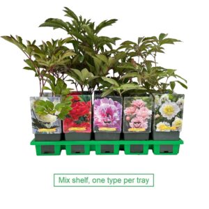 Paeonia lactiflora mix laag P11
(10 Plants/Order)(11cmP 25cmH)