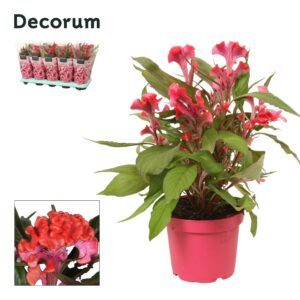 Celosia Hot Topic Pink with sleeve
(10 Plants/Order)(12cmP 32cmH)