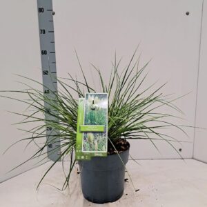 Cortaderia selloana Tiny Pampa (‘Day1’PBR)
(1 Plants/Order)(23cmP 55cmH)