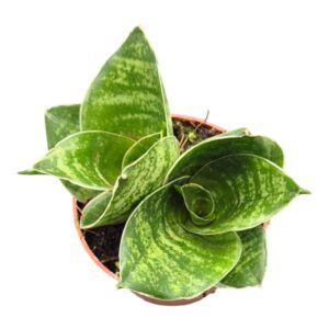 Sansevieria bacularis Trifasciata Green Hahnii
(5 Plants/Order)(7cmP 15cmH)