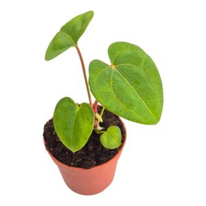 Anthurium Leaf Dark Phoenix x Papillilaminum
(5 Plants/Order)(9cmP 10cmH)