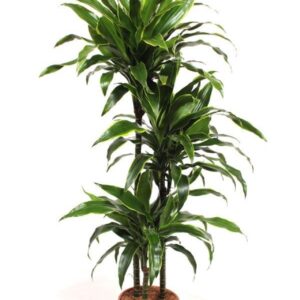 Dracaena Art 90-60-30
(1 Plants/Order)(24cmP 170cmH)