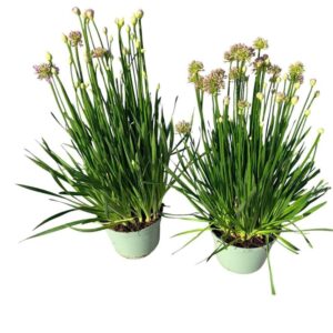 Allium stipitatum Millenium
(1 Plants/Order)(19cmP 40cmH)