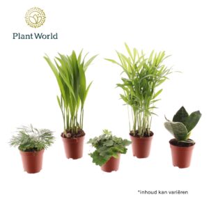Indoor plants gem. green 4 Types Tiny Happy Family basic mix
(20 Plants/Order)(5.5cmP 10cmH)