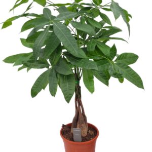 Pachira aquatica 19 cm 35 Wood
(1 Plants/Order)(19cmP 70cmH)