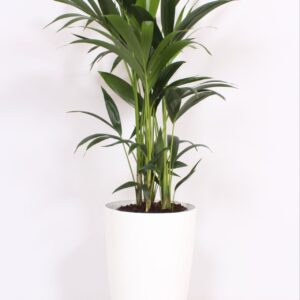 Howea forsteriana "in Santorini Pot ""wit"""
(1 Plants/Order)(29cmP 120cmH)