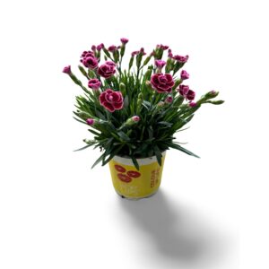 Carnation (Allwoodii Grp) Lucky Lips Carnation Lucky Lips 'Lara' 10,5 CM © Exclusief
(15 Plants/Order)(10.5cmP 25cmH)