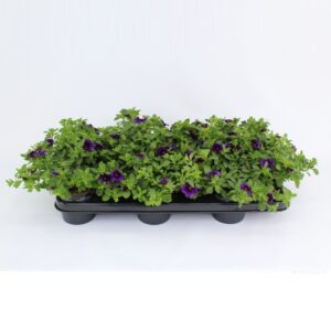 Minifamous Dark Blue Calibrachoa Minifamous Dark Blue
(12 Plants/Order)(10.5cmP 20cmH)