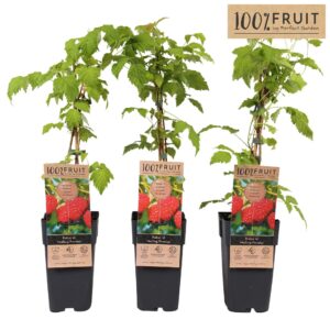 Rubus idaeus Malling Promise P15
(10 Plants/Order)(15cmP 65cmH)