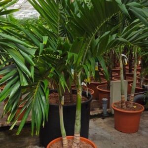 palms Veitchia merrillii 2pp
(1 Plants/Order)(50cmP 220cmH)